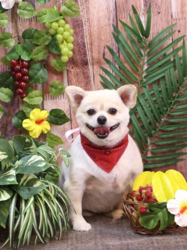 20230815ポロちゃん